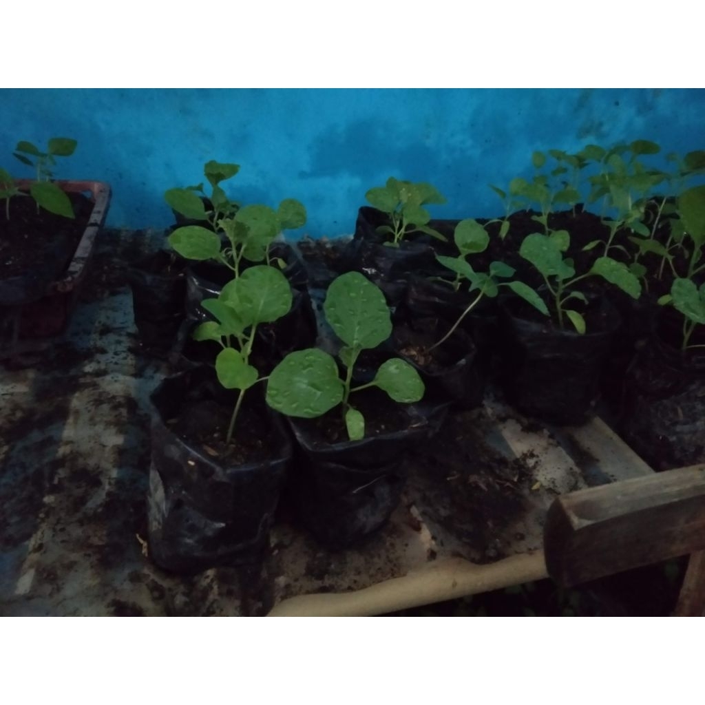 Terong ungu siap tanam