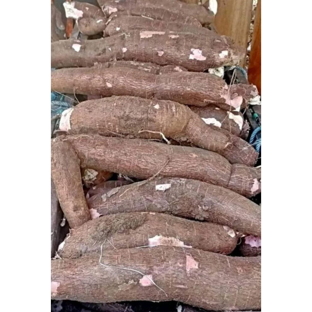 

singkong malaisya / ketela pohon / singkong keju