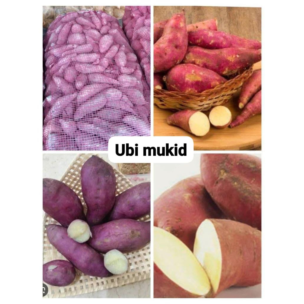

ubi mungkid kecil