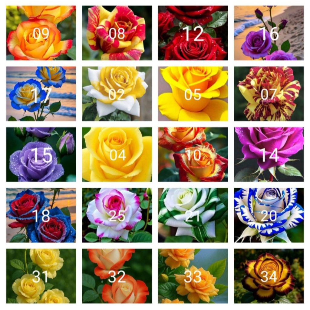 Tanaman hias bunga mawar paket 20 jenis2x Bunga