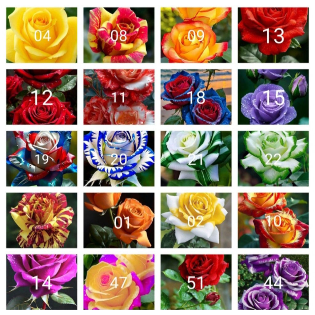 Tanaman hias bunga mawar paket 20 jenis2x bunga