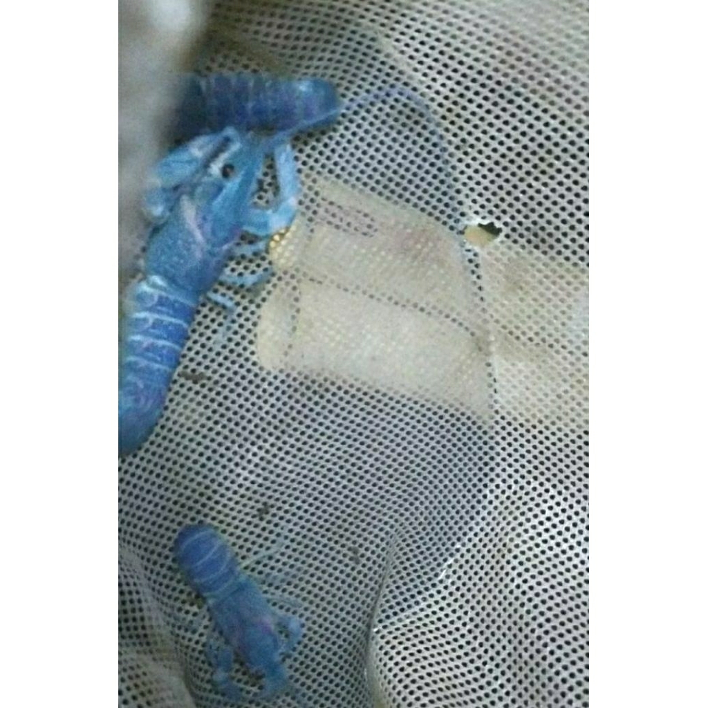 

paket lobster air tawar 4" inch siap wik wik 8ekor
