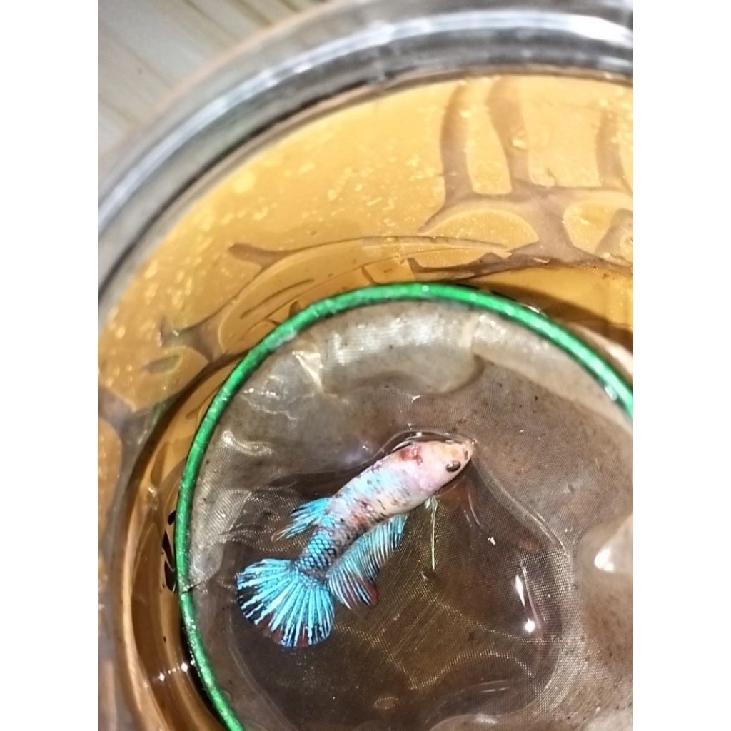 cupang betina hmpk multicolour size M 100% sesuai foto/vidio real pict