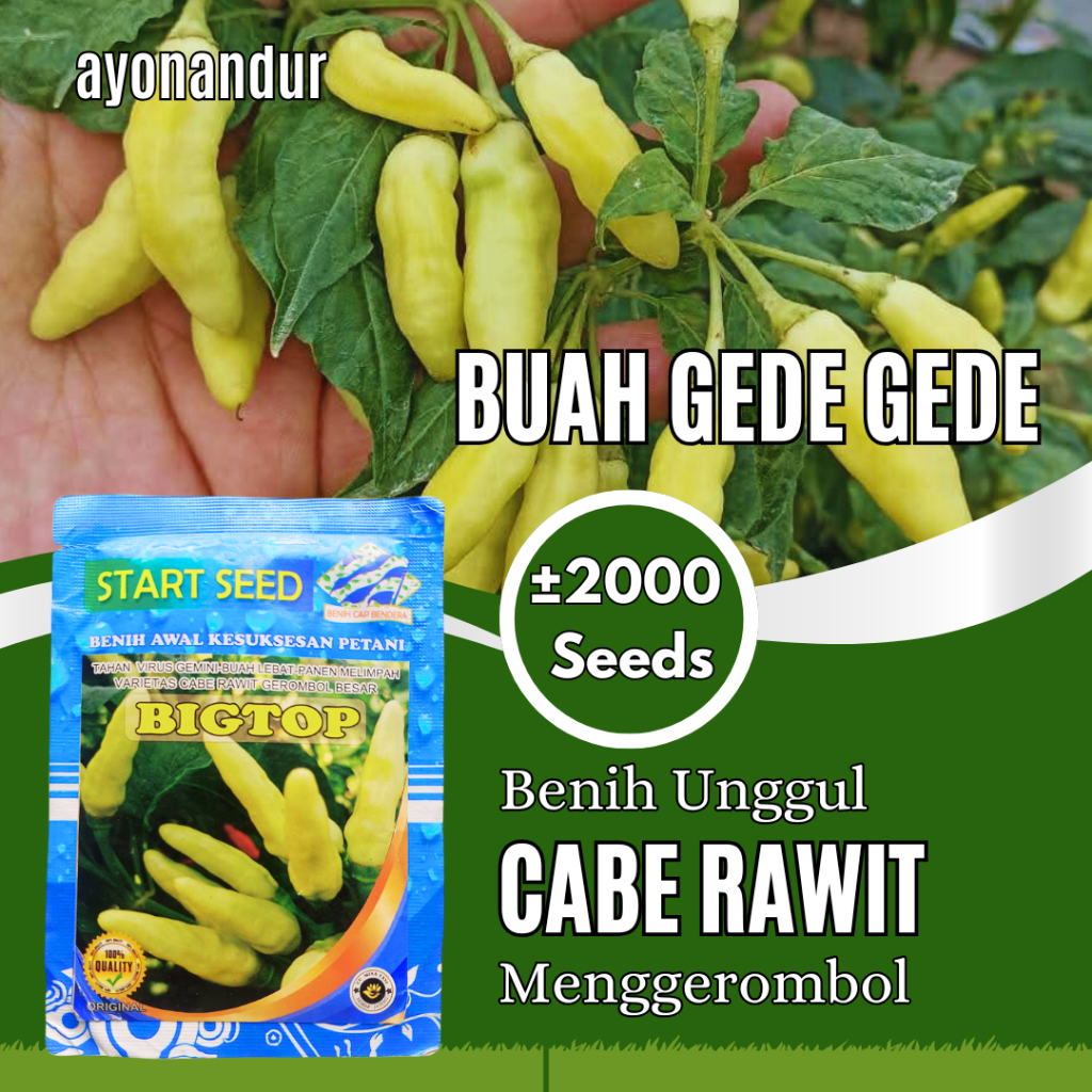 AR Benih Cabe Rawit BIGTOP Bibit Cabe Gerombol Besar Tahan Virus Super Pedas