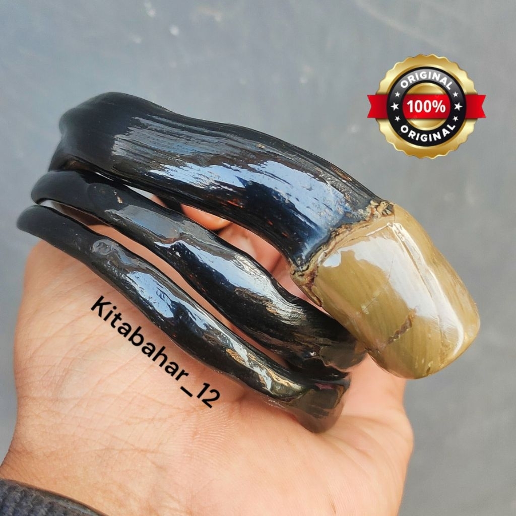 Gelang Akar Bahar Hitam Asli Bonggol Ekor Mencabang Berkualitas Original 100%
