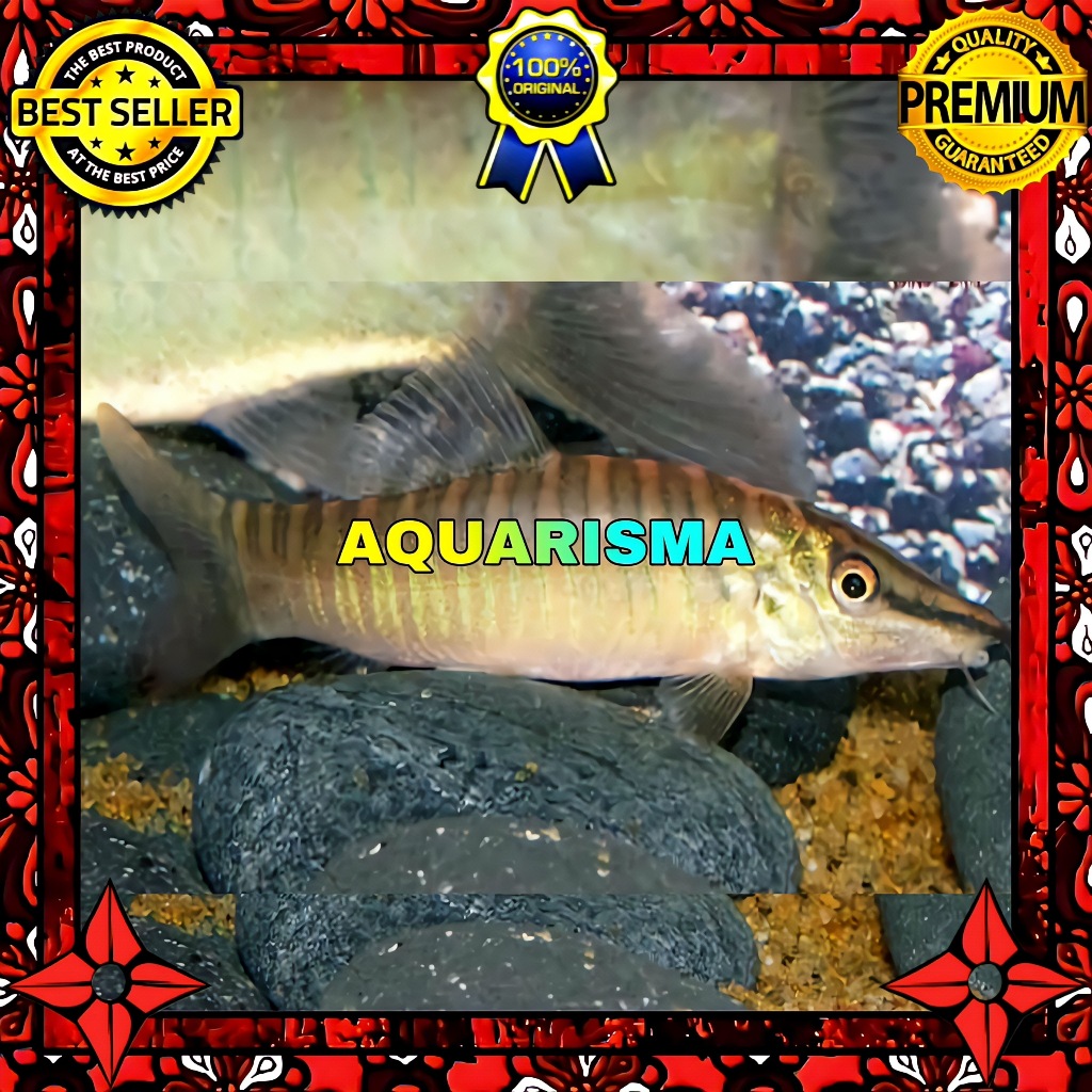 KEBUTUHAN AKUARIUM - BOTIA GREEN TIGER LOACH SYNCROSSUS HYMENOPHYSA 6-7 CM