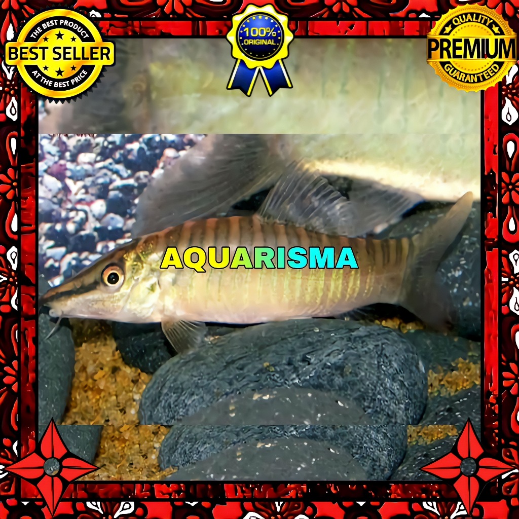 KEBUTUHAN AKUARIUM - BOTIA GREEN TIGER LOACH SYNCROSSUS HYMENOPHYSA 7-8 CM