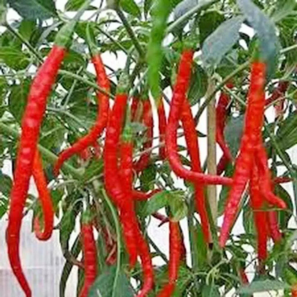 Biji benih cabe merah kriting