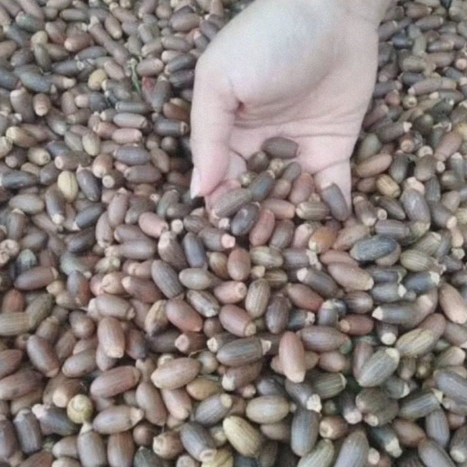 

BUAH MELINJO ECER MURAH KUPAS BIJI MELINJO BIJI MALINJO TANGKIL MLINJO