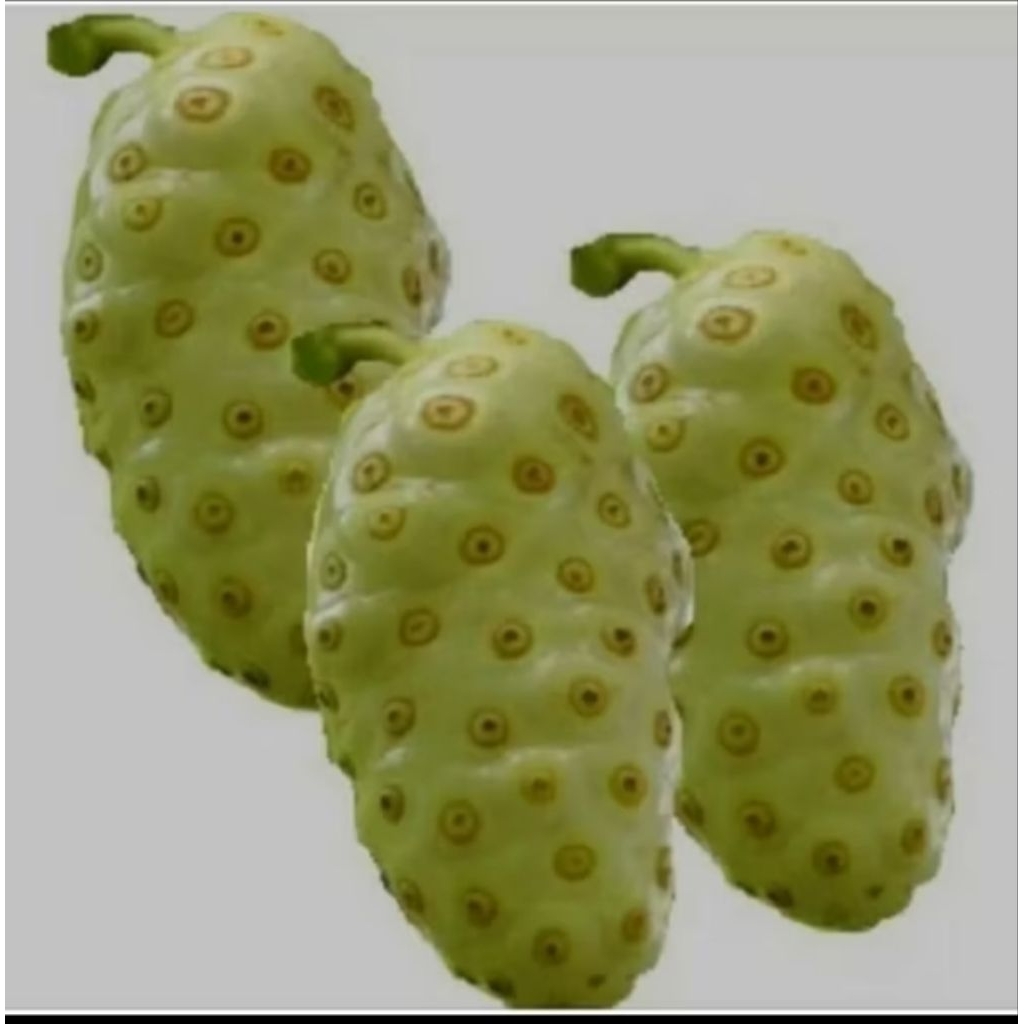 

BUAH MENGKUDU/PACE HERBAL ( PER 1 BUAH )