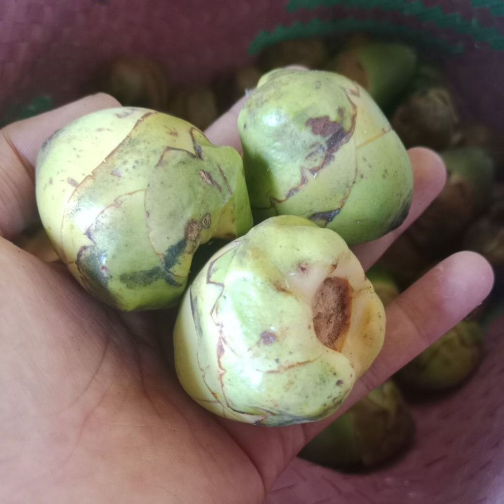 

(50PCS) BULUK/CEMBULUK FRESH PENGOBATAN TRADISIONAL