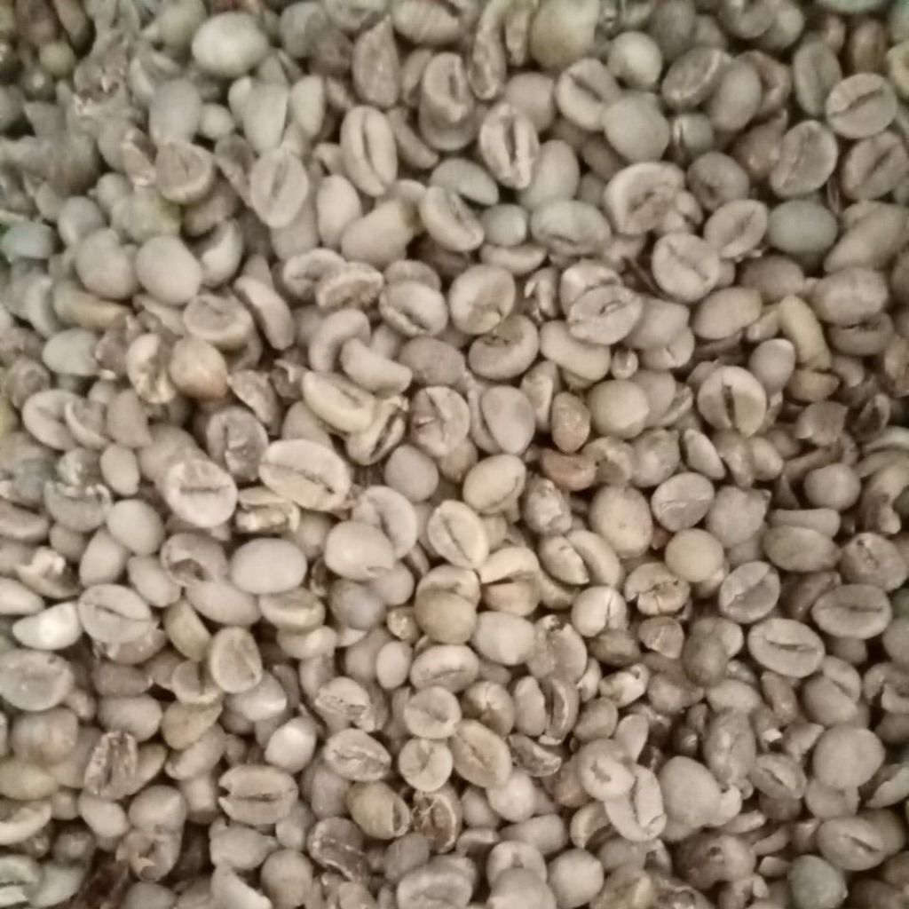 

Biji kopi Robusta 1kg Premium dari lereng gunung Argopuro krucil Probolinggo