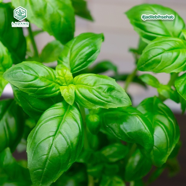 

Italian Basil segar Sehat Wangi Siap Petik 1kg