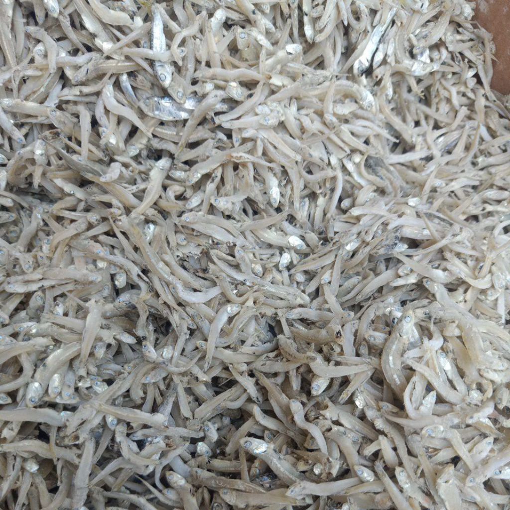 

Teri jengki 500gr fresh..