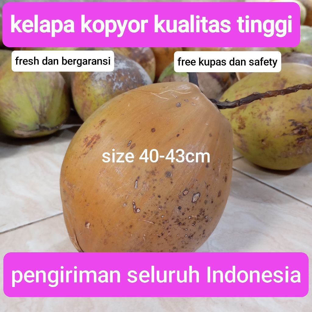 

kopyor kualitas tinggi size 40-43cm, fresh dan bergaransi