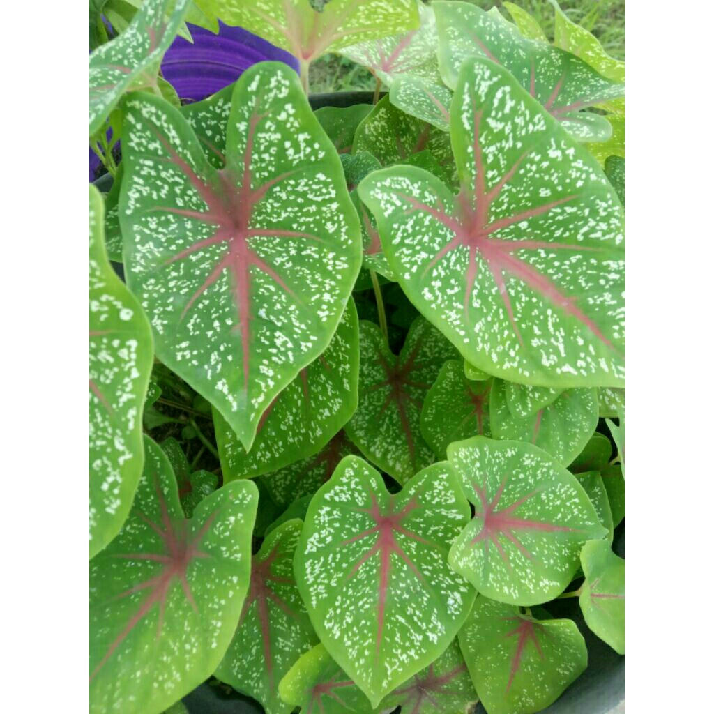 Tanaman Hias Caladium/Keladi Merah