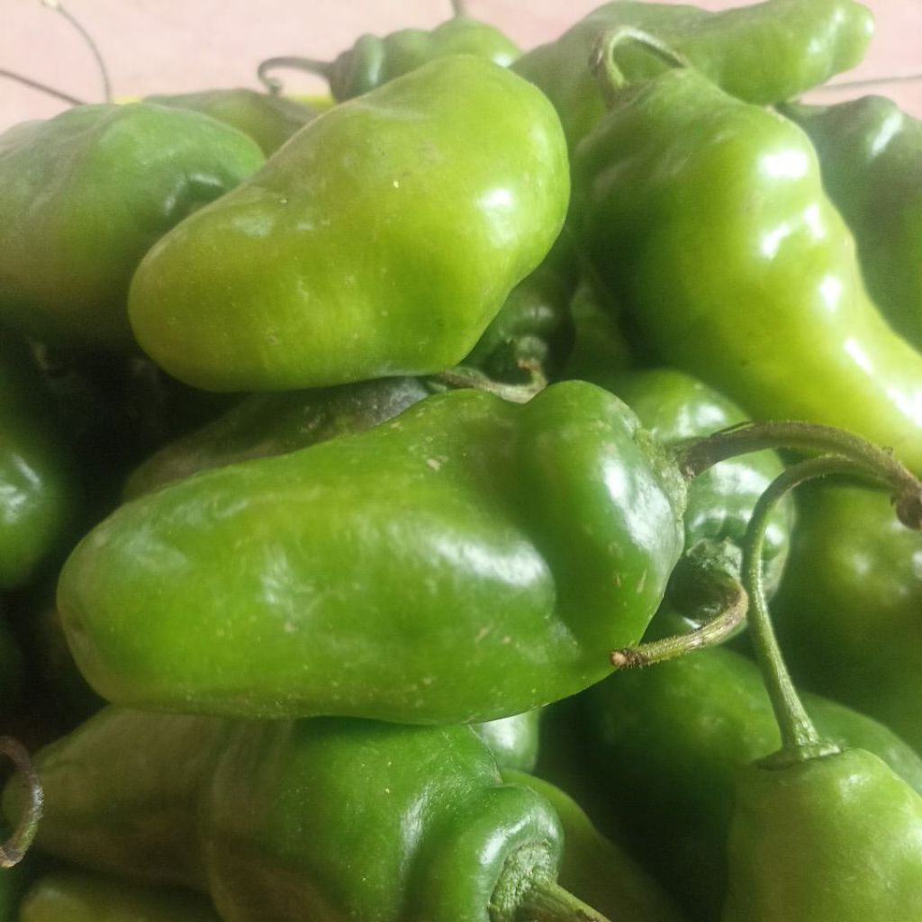 

Cabe gendot/Cabe besar super/Cabe jumbo(110) gram