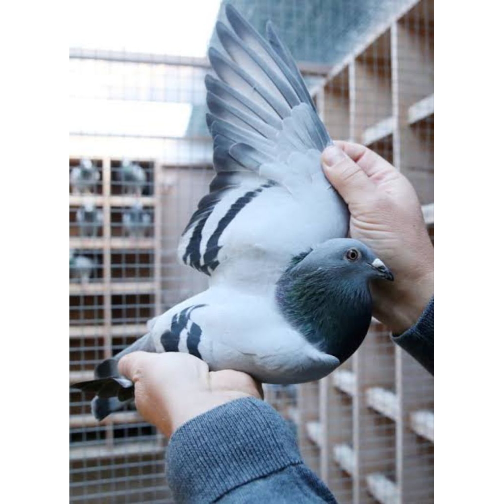 

Telur burung merpati balap untuk ditetaskan telur fertil untuk ditetaskan