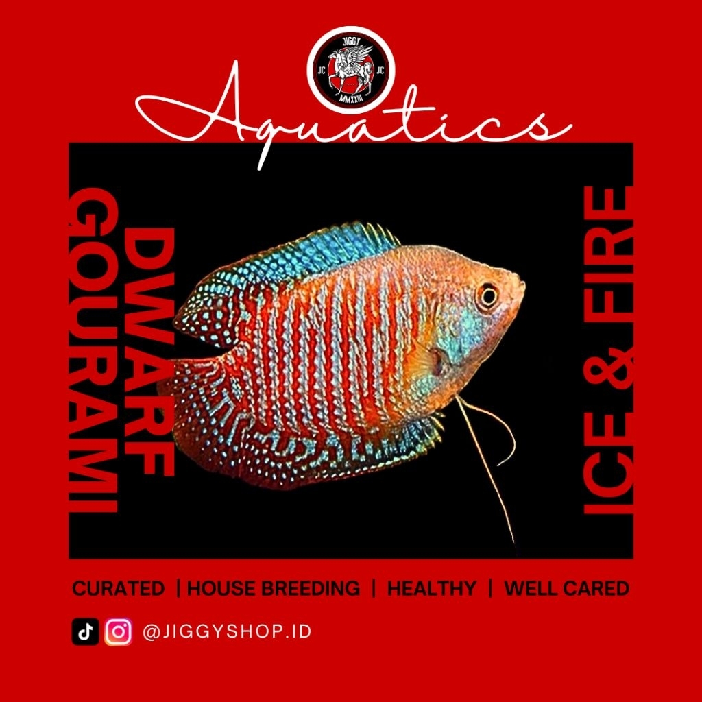 DWARF GOURAMI ICE & FIRE - ikan hias air tawar | gurami kerdill merah biru
