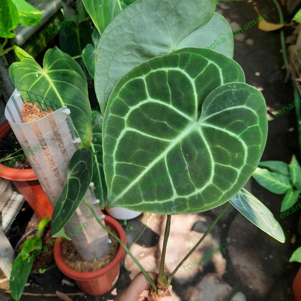 Anthurium Clarinervium Pagoda Kuping Gajah Tanaman Hias