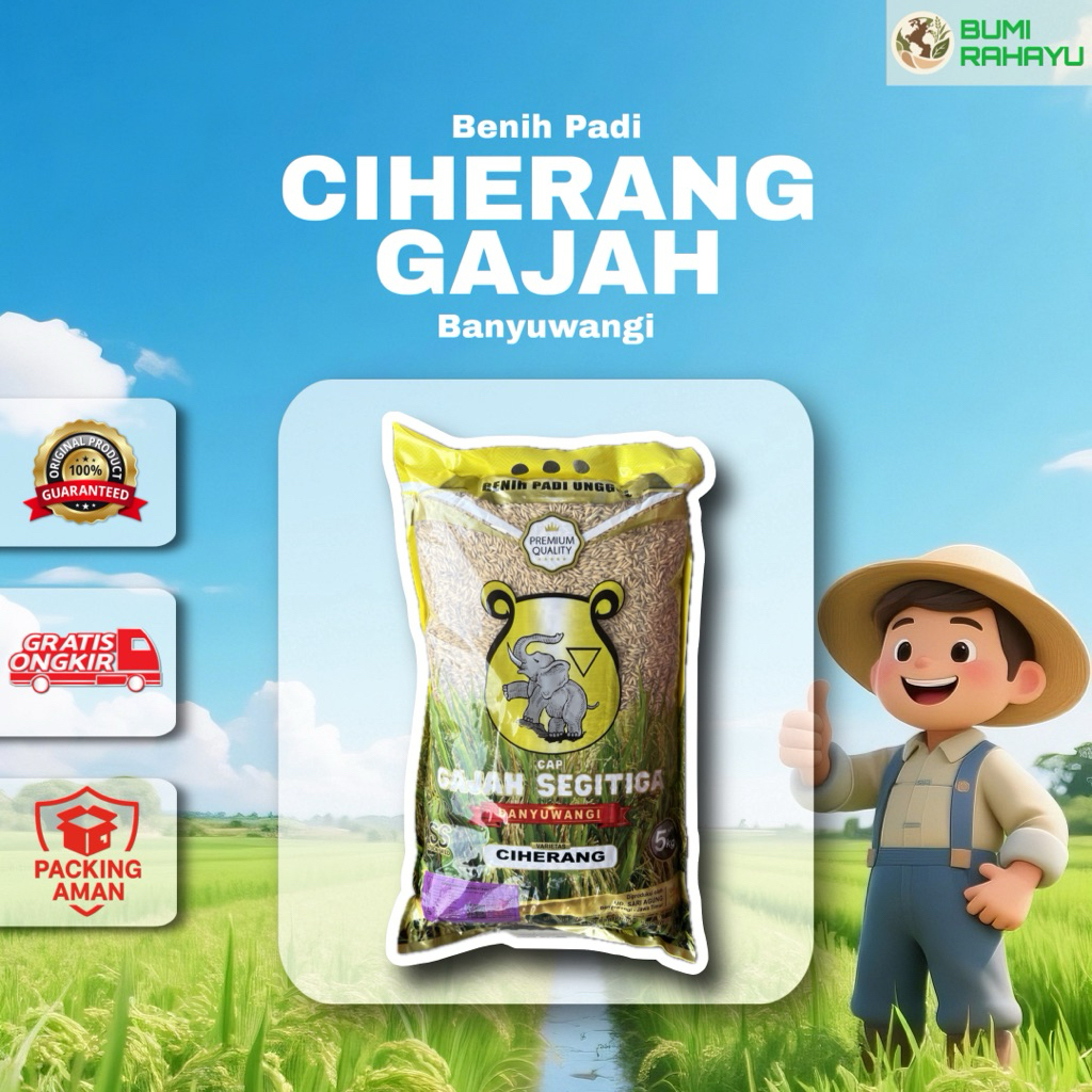 CIHERANG GAJAH BANYUWANGI - Benih Padi Premium Panen Maksimal (Expired 13 MEI 2026)