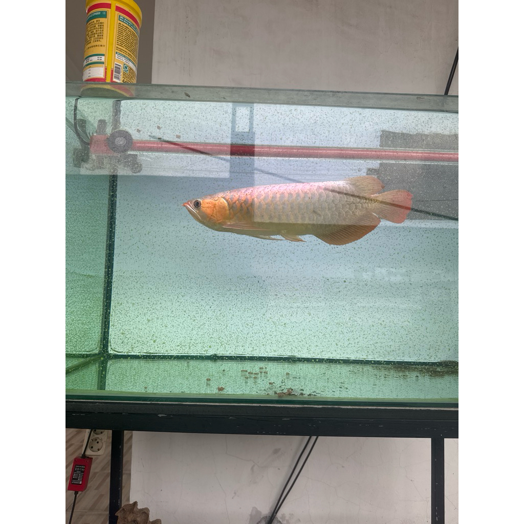 Arwana Super Red ITL 46 cm