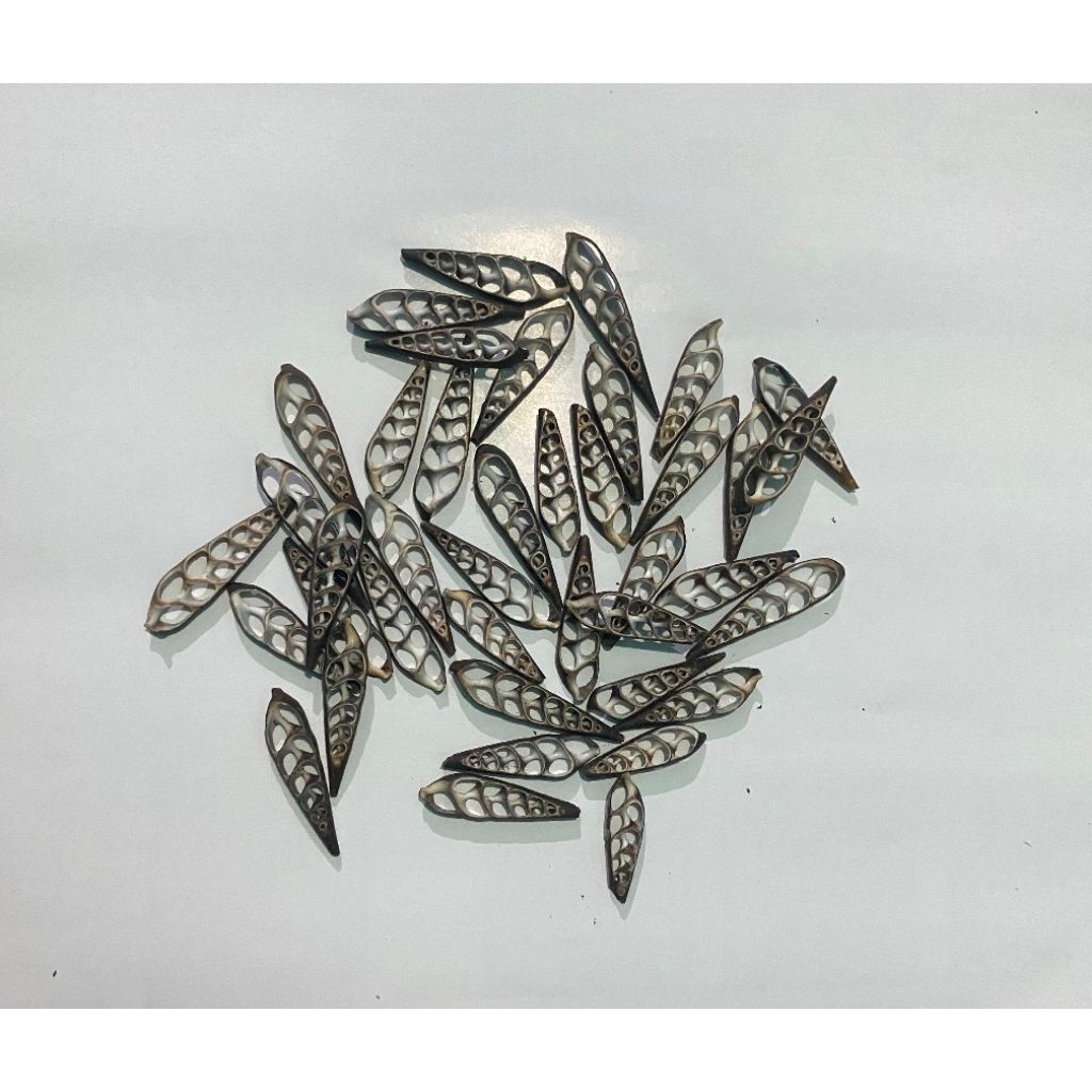 

potongan cangkang kerang kwek per100gram