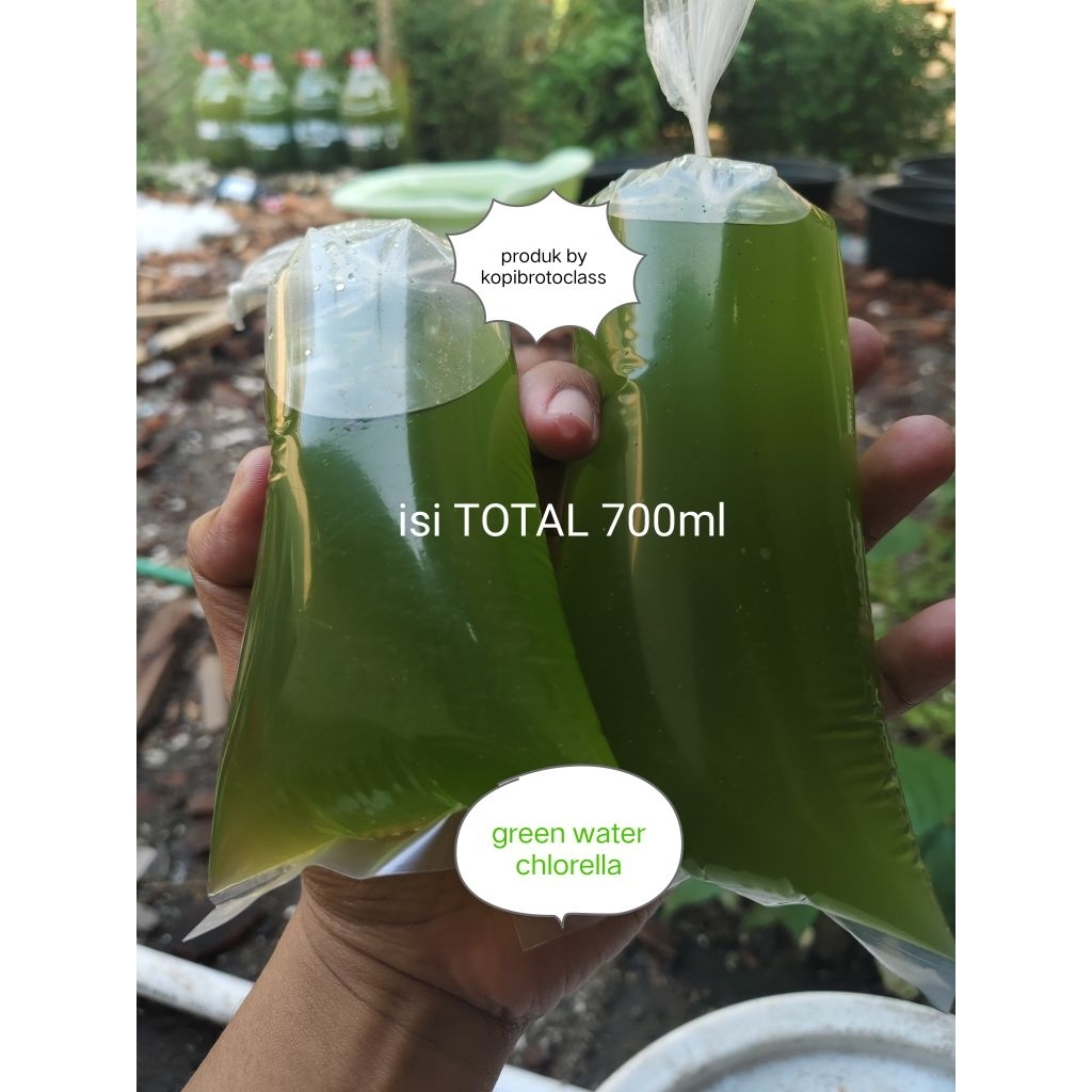 green water chlorella air hijau pakan kutu air