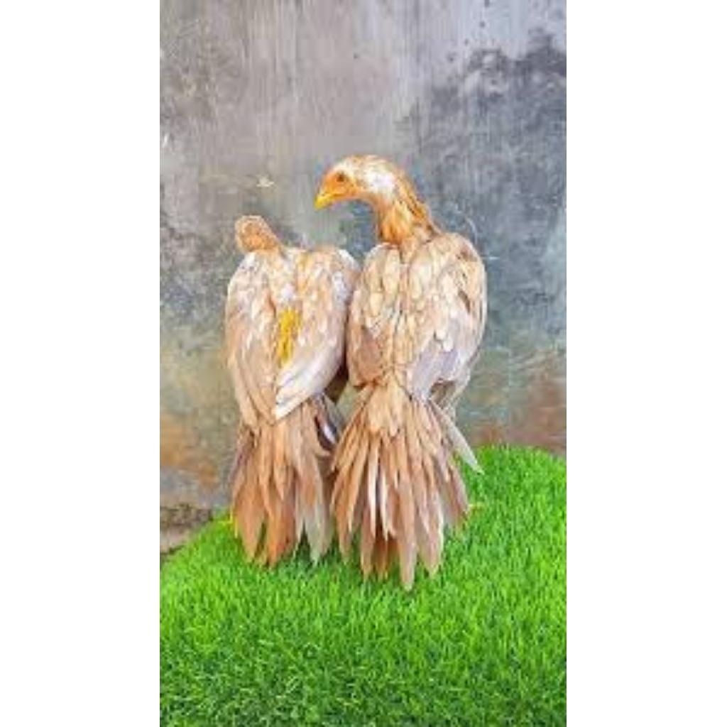 

paket hemat 10 Telur Tetas Ayam Bangkok Wangkas Ekor Lidi Fertil siap untuk ditetaskan