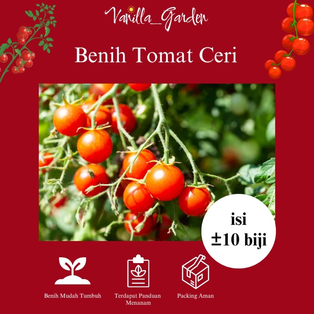 

Tomat Ceri Merah Manis Isi 10 biji