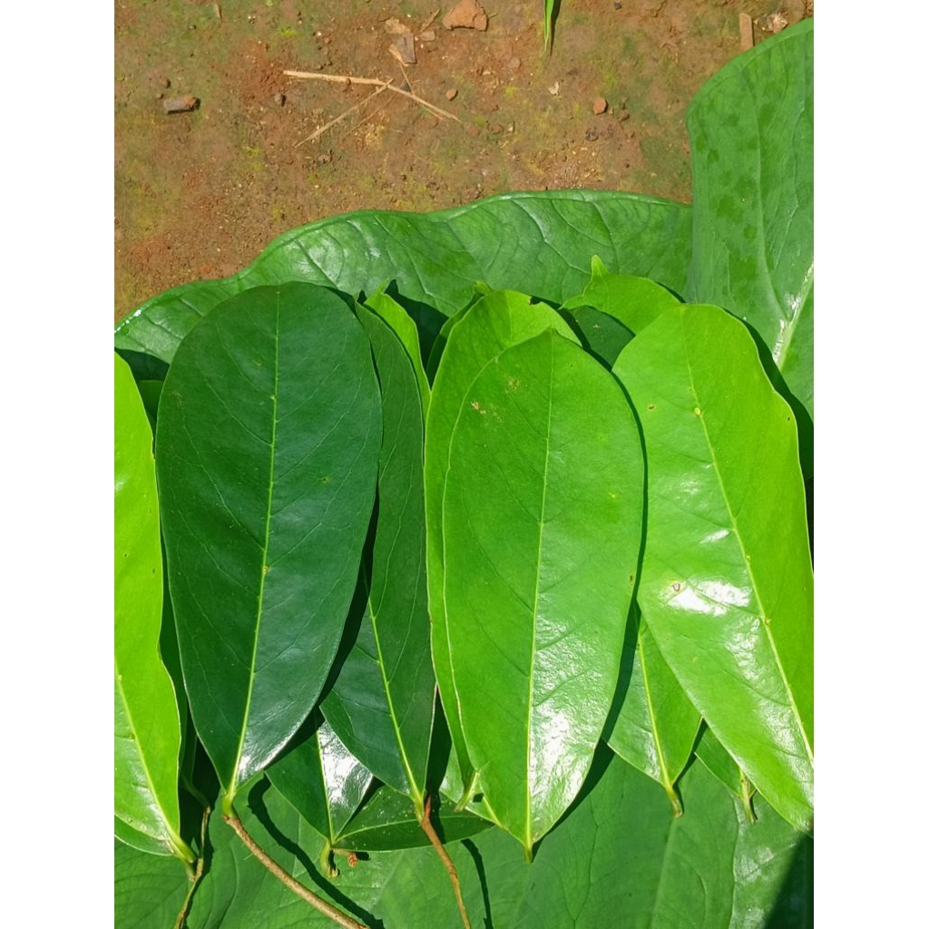 

DAUN SIRSAK isi 100 lembar