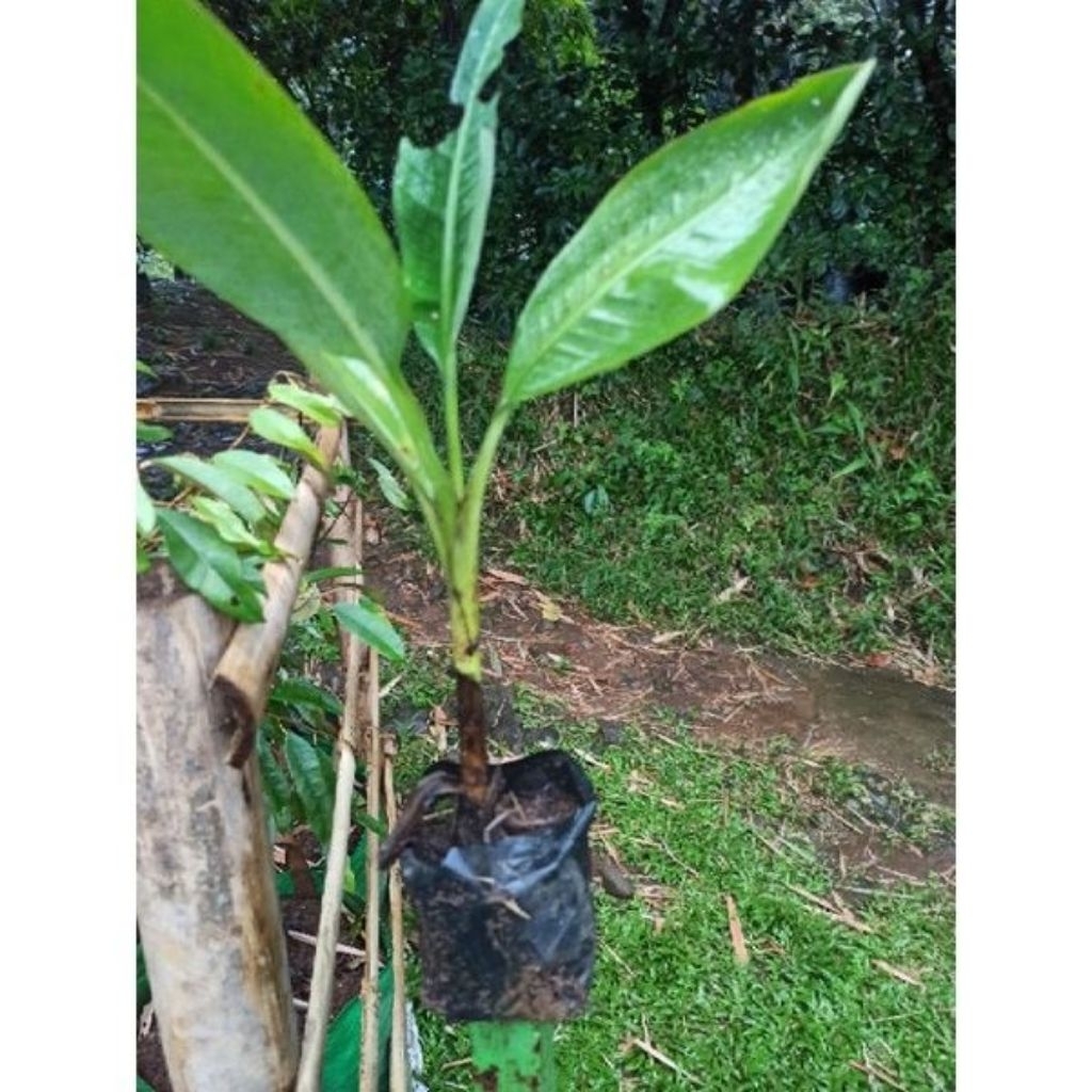 bibit pisang raja bulu super/raja sajen/raja ijo per 1 pcs