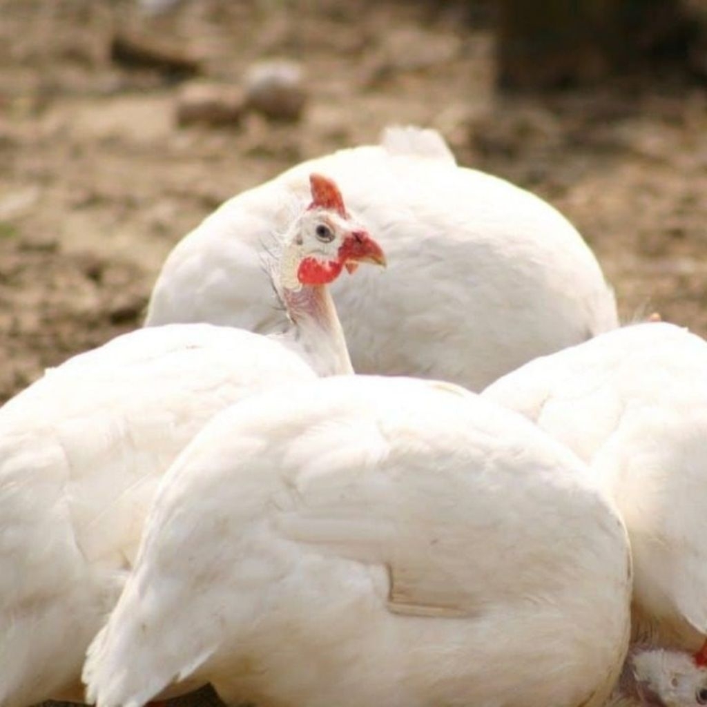 

Paket hemat 5 Telur Tetas Ayam Mutiara Albino Fertil Buat ditetaskan