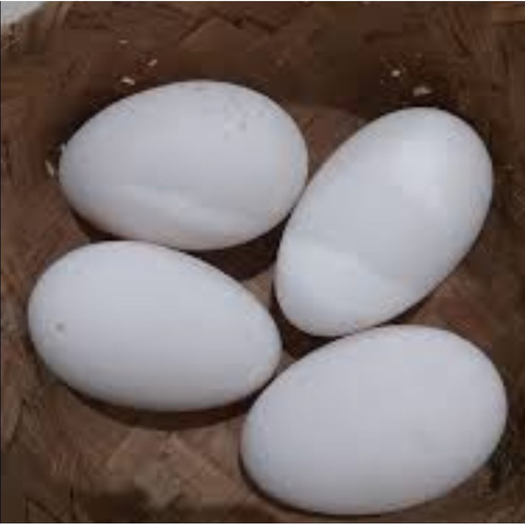 

TELUR ANGSA TEMBUHUK/GAGAL TETAS/BESAR