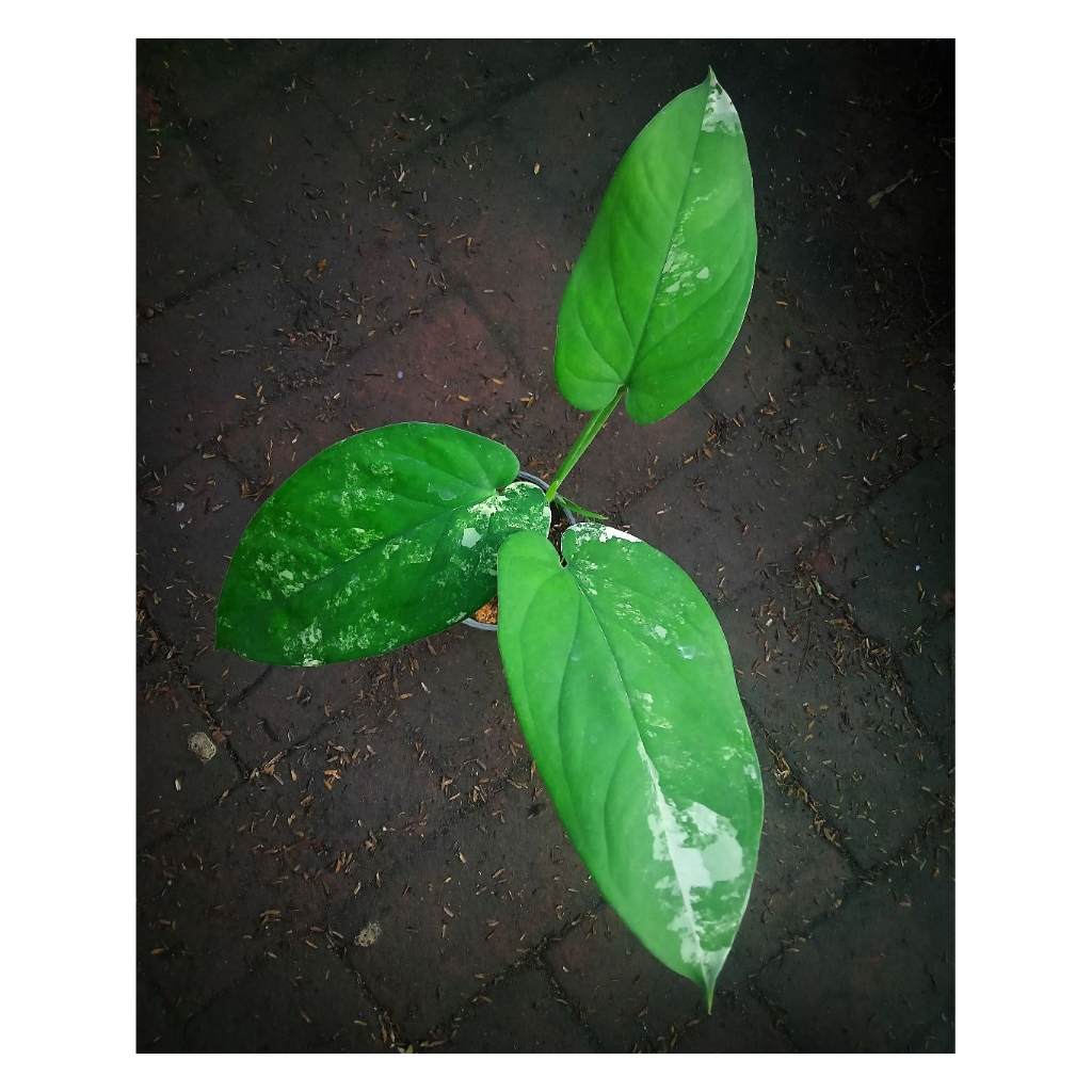 Tanaman hias Syngonium Chiapense Varigata