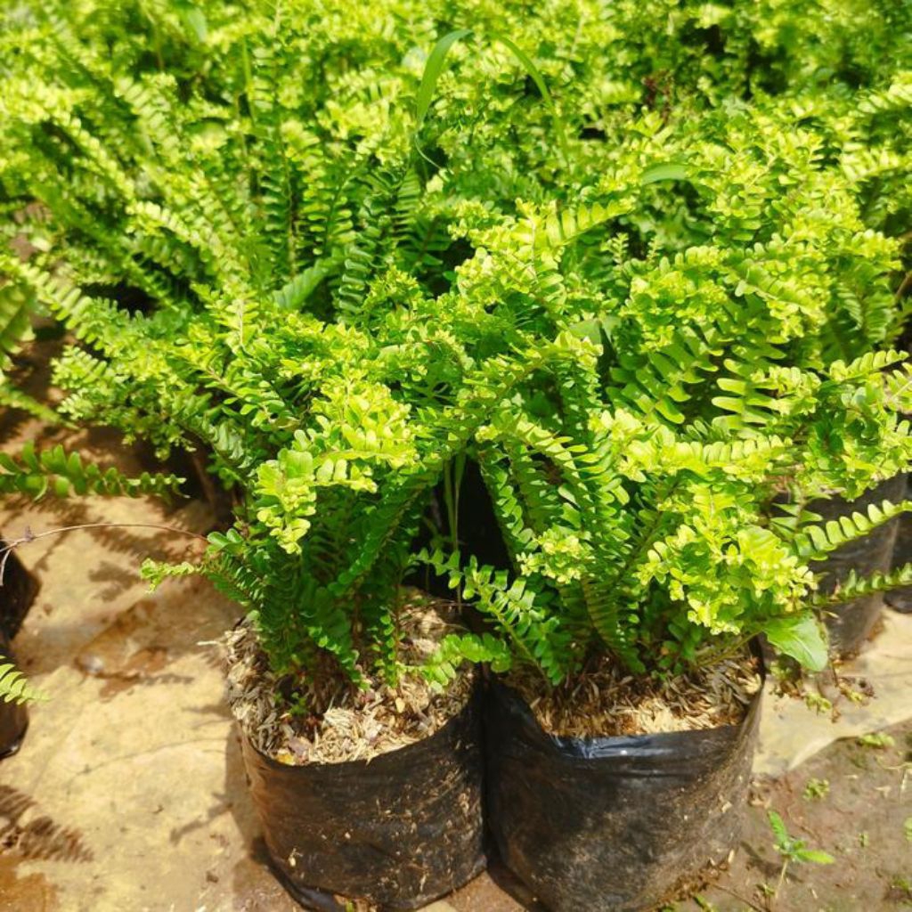 Tanaman hias pakis keriting murah
