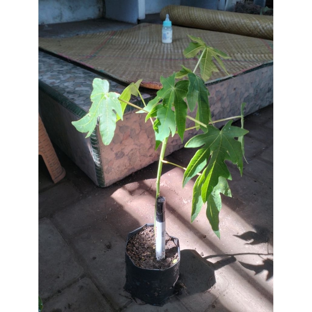 Bibit Pepaya Thailand