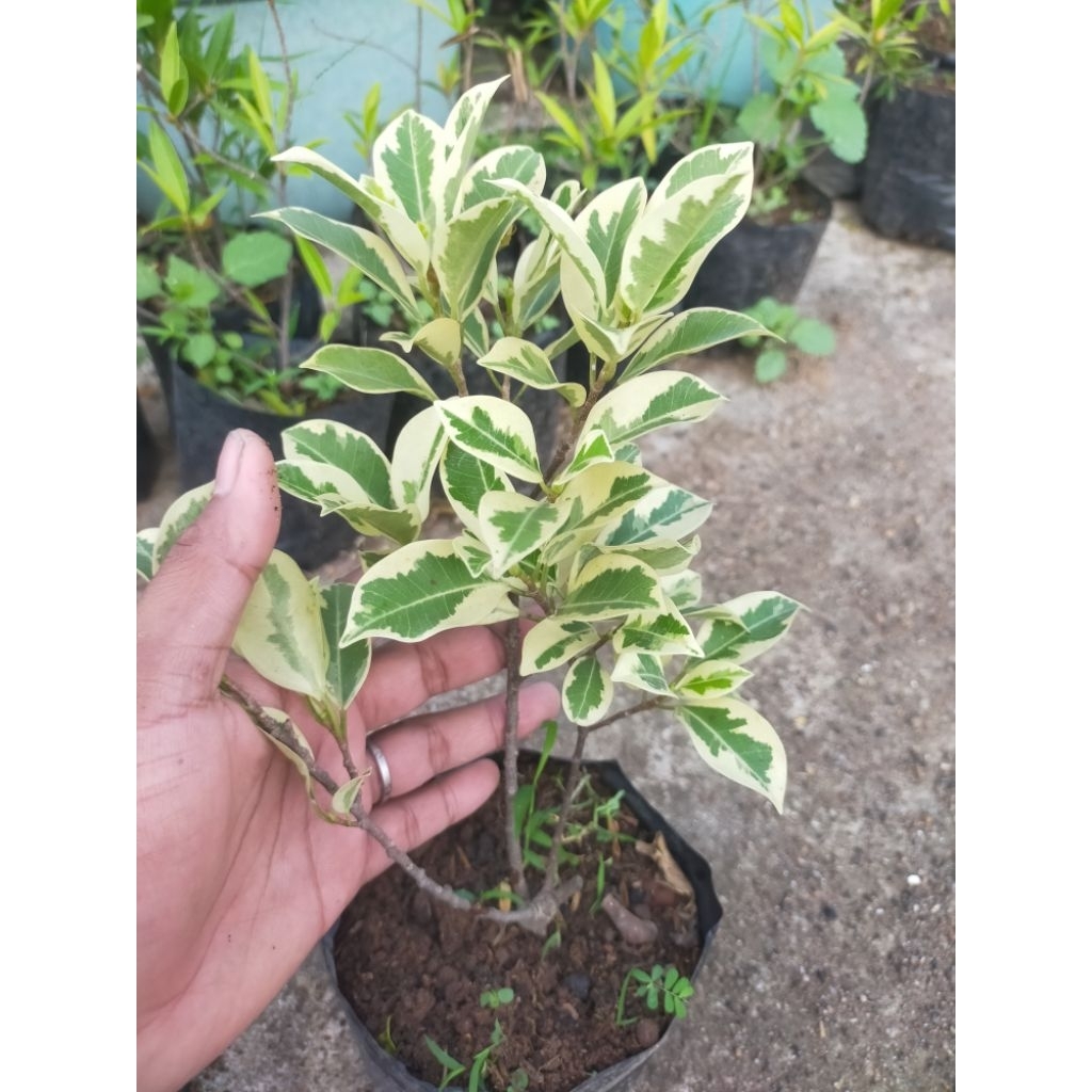 Bibit bahan bonsai KIMENG VARIGATA