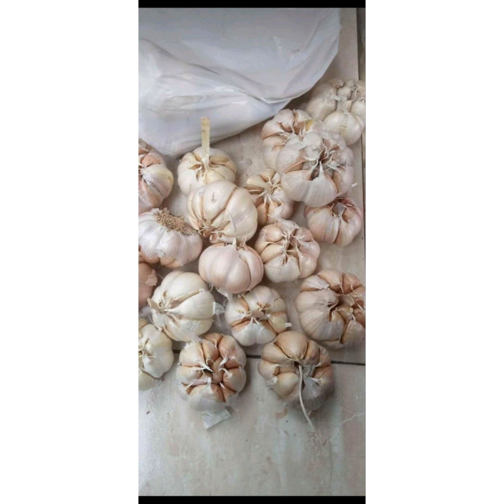 

Bawang putih segar berkualitas