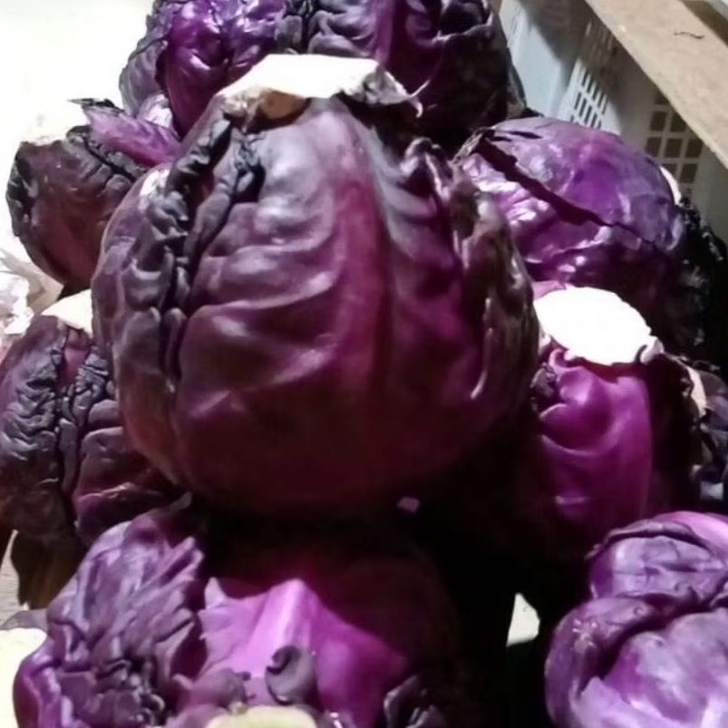 

Sayuran Kol Ungu segar murah Instant