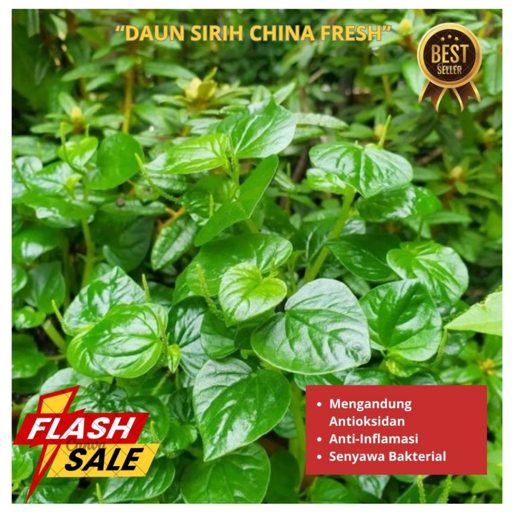 

(250gram) Daun Sirih China/Ketumpang Air