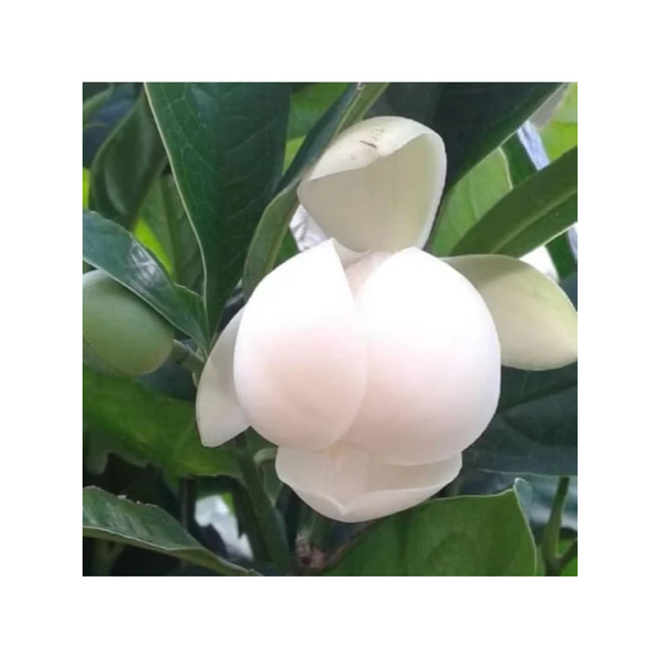 Tanaman Cempaka Gondok Putih - Cempaka Telur - Tanaman Putih