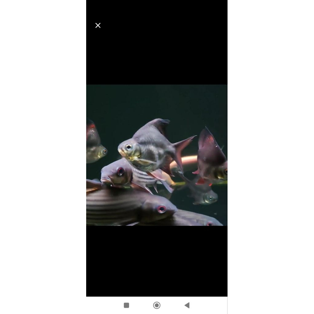 Hiasan aquarium kaviat geeen sb king