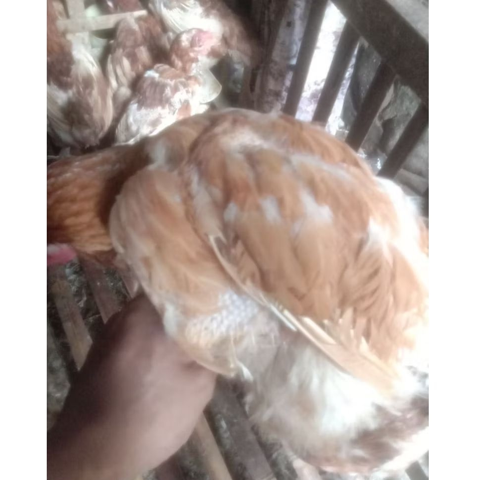 Ayam/Ayam merah potong/Ayam potong/Ayam merah/Ayam pedaging/Daging Ayam/Daging