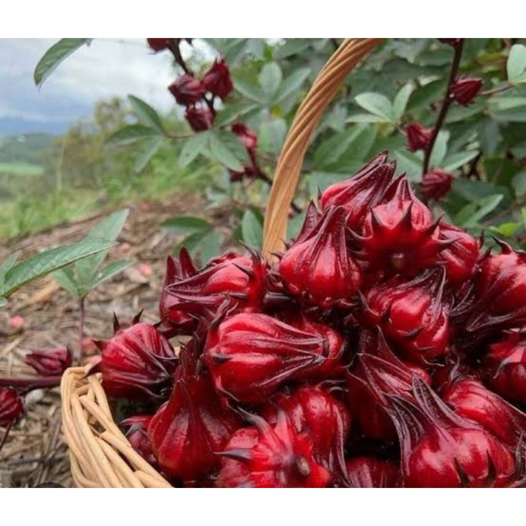 

LIANG CHA - Rosella kering 500gr