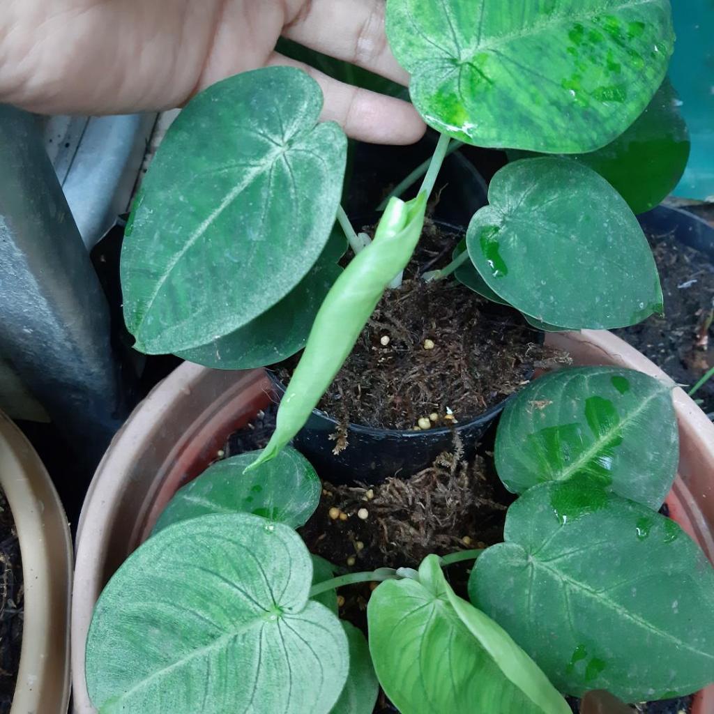 Syngonium Frosted Heart Macrophyllum