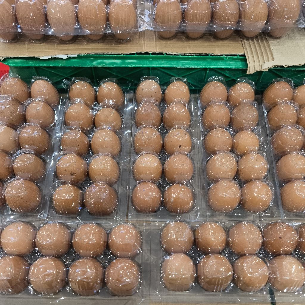 

TELUR AYAM ISI 10 BUTIR/PACK 23.000