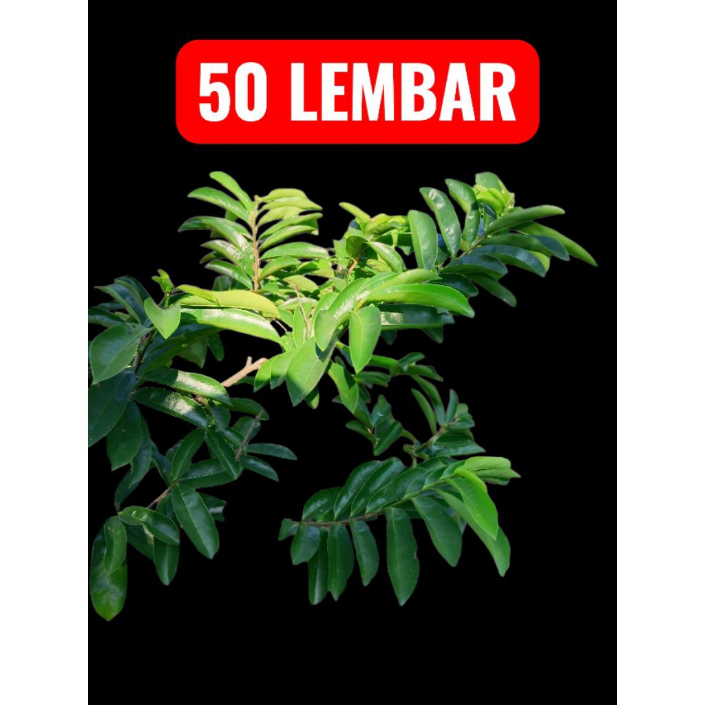 

Daun Sirsak 50 Lembar yang langsung dari pohon untuk bahan Obat