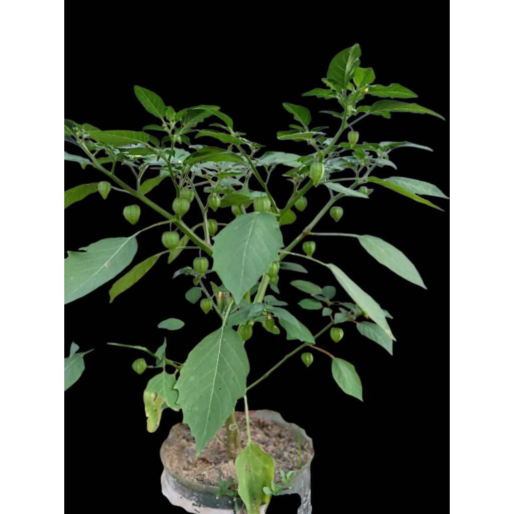 

Daun, Batang dan Akar Segar (300 G) Ciplukan / Ceplukan / Cecendet / Yor-yoran / Physalis Angulata / Lapinonat / Angket / Lappo Lappo / Kepok Kepokan / Dedes/ Leletokan (Silahkan Request atau Beri Catatan Daun/Batang/Akar)