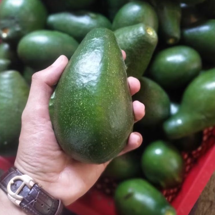 

ALPUKAT MENTEGA 1000g